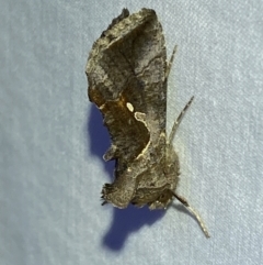 Chrysodeixis eriosoma at Jerrabomberra, NSW - suppressed