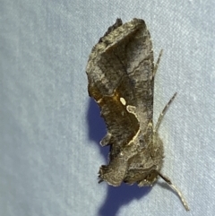 Chrysodeixis eriosoma at Jerrabomberra, NSW - 15 Mar 2022