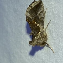 Chrysodeixis eriosoma at Jerrabomberra, NSW - 15 Mar 2022