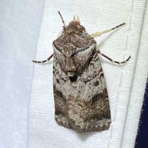 Agrotis porphyricollis at Jerrabomberra, NSW - suppressed