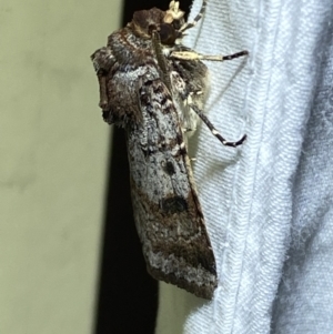 Agrotis porphyricollis at Jerrabomberra, NSW - suppressed