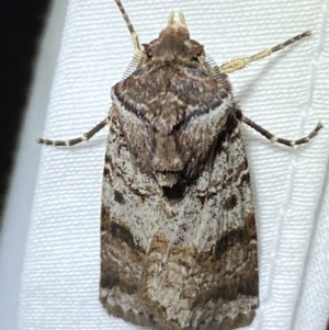 Agrotis porphyricollis at Jerrabomberra, NSW - suppressed