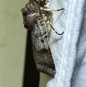 Agrotis porphyricollis at Jerrabomberra, NSW - suppressed