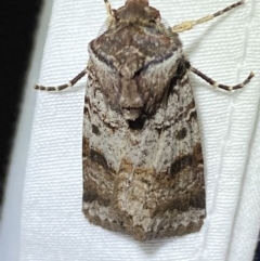 Agrotis porphyricollis at Jerrabomberra, NSW - suppressed