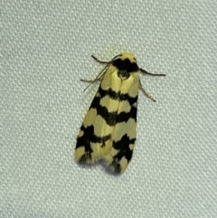 Thallarcha trissomochla (Yellow Crossed Footman) at Jerrabomberra, NSW - 15 Mar 2022 by SteveBorkowskis