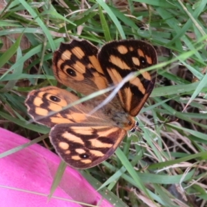 Heteronympha paradelpha at Flynn, ACT - 15 Mar 2022