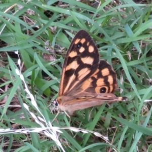 Heteronympha paradelpha at Flynn, ACT - 15 Mar 2022 03:37 PM