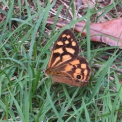 Heteronympha paradelpha at Flynn, ACT - 15 Mar 2022 03:37 PM