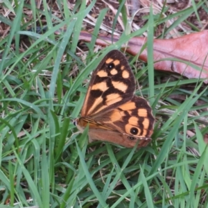 Heteronympha paradelpha at Flynn, ACT - 15 Mar 2022 03:37 PM