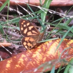 Heteronympha paradelpha at Flynn, ACT - 15 Mar 2022 03:37 PM