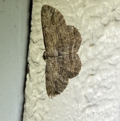 Ectropis excursaria (Common Bark Moth) at Jerrabomberra, NSW - 15 Mar 2022 by SteveBorkowskis