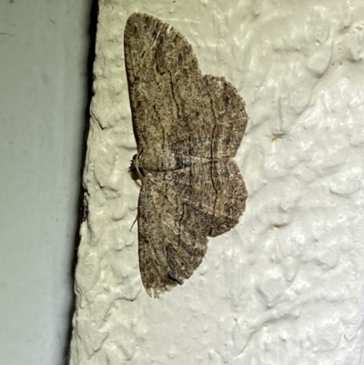 Ectropis excursaria (Common Bark Moth) at QPRC LGA - 14 Mar 2022 by Steve_Bok