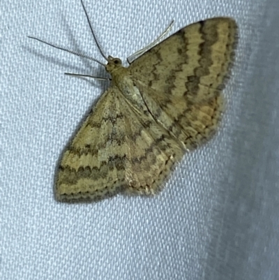 Scopula rubraria (Reddish Wave, Plantain Moth) at Jerrabomberra, NSW - 15 Mar 2022 by SteveBorkowskis