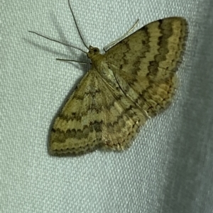 Scopula rubraria at Jerrabomberra, NSW - 15 Mar 2022