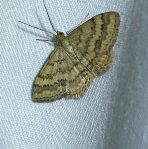 Scopula rubraria at Jerrabomberra, NSW - 15 Mar 2022