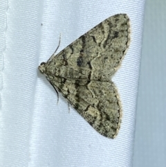 Lipogya eutheta (Grey Bark Moth) at Jerrabomberra, NSW - 15 Mar 2022 by SteveBorkowskis