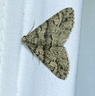 Lipogya eutheta (Grey Bark Moth) at Jerrabomberra, NSW - 14 Mar 2022 by Steve_Bok