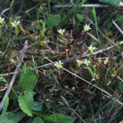 Sisyrinchium rosulatum (Scourweed) at MTR591 at Gundaroo - 14 Mar 2022 by MaartjeSevenster