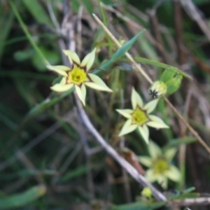 Sisyrinchium rosulatum at Gundaroo, NSW - 14 Mar 2022