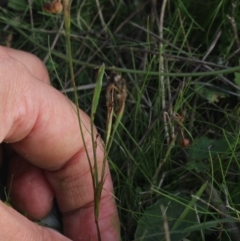 Sisyrinchium rosulatum at Gundaroo, NSW - 14 Mar 2022