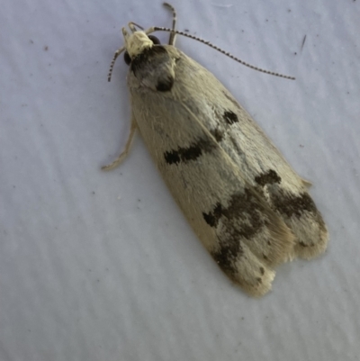 Compsotropha strophiella (A Concealer moth (Wingia group)) at Jerrabomberra, NSW - 15 Mar 2022 by SteveBorkowskis