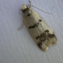 Compsotropha strophiella (A Concealer moth) at Jerrabomberra, NSW - 14 Mar 2022 by Steve_Bok