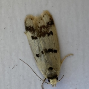 Compsotropha strophiella at Jerrabomberra, NSW - 15 Mar 2022