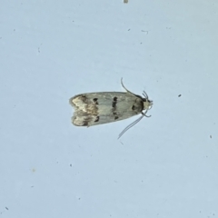 Compsotropha strophiella at Jerrabomberra, NSW - 15 Mar 2022