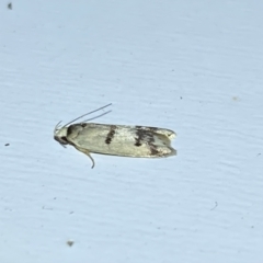 Compsotropha strophiella at Jerrabomberra, NSW - 15 Mar 2022