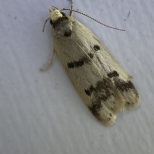 Compsotropha strophiella at Jerrabomberra, NSW - 15 Mar 2022