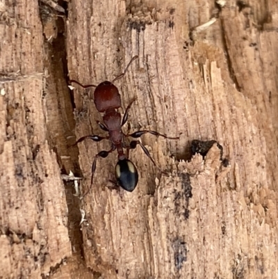 Podomyrma adelaidae (Muscleman tree ant) at Fyshwick, ACT - 15 Mar 2022 by Steve_Bok