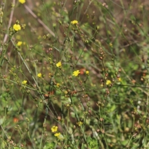 Linum trigynum at Gundaroo, NSW - 14 Mar 2022