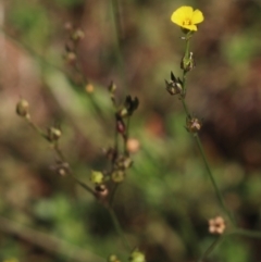 Linum trigynum at Gundaroo, NSW - 14 Mar 2022