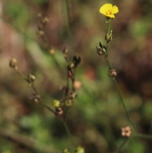 Linum trigynum at Gundaroo, NSW - 14 Mar 2022 02:26 PM