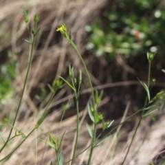 Linum trigynum at Gundaroo, NSW - 14 Mar 2022