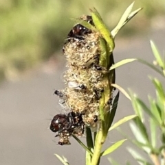 Unidentified Parasitic wasp (numerous families) at Paddys River, ACT - 13 Mar 2022 by WindyHen