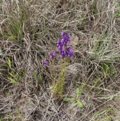 Linaria pelisseriana (Pelisser's Toadflax) at Paddys River, ACT - 23 Oct 2021 by WindyHen