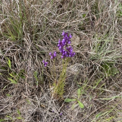 Linaria pelisseriana (Pelisser's Toadflax) at Paddys River, ACT - 22 Oct 2021 by WindyHen
