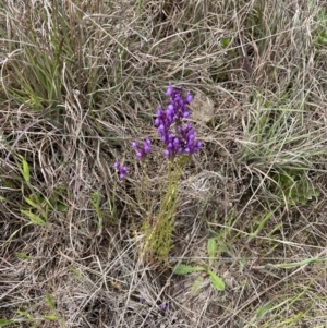 Linaria pelisseriana at Paddys River, ACT - 23 Oct 2021