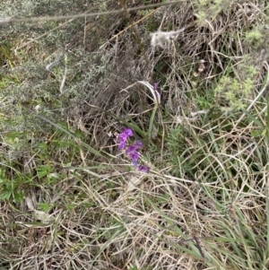 Swainsona monticola at Paddys River, ACT - 23 Oct 2021 10:16 AM