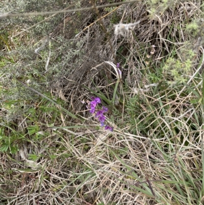 Swainsona monticola (Notched Swainson-Pea) at Bullen Range - 22 Oct 2021 by WindyHen