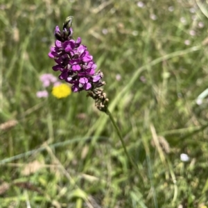 Cullen microcephalum at Rendezvous Creek, ACT - 22 Jan 2022 12:59 PM