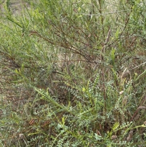 Indigofera adesmiifolia at Chapman, ACT - 2 Feb 2022 10:45 AM