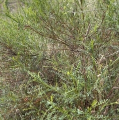 Indigofera adesmiifolia (Tick Indigo) at Cooleman Ridge - 1 Feb 2022 by WindyHen