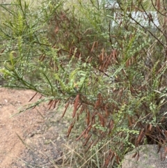 Indigofera adesmiifolia at Chapman, ACT - 2 Feb 2022