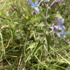 Oxypetalum coeruleum at Chapman, ACT - 2 Feb 2022 10:54 AM