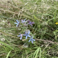 Oxypetalum coeruleum at Chapman, ACT - 2 Feb 2022 10:54 AM