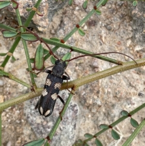 Phoracantha flavopicta at Torrens, ACT - 1 Feb 2022 09:35 AM