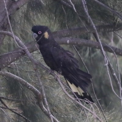 Zanda funerea (Yellow-tailed Black-Cockatoo) at Giralang, ACT - 15 Mar 2022 by AlisonMilton