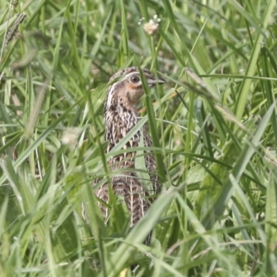 Coturnix pectoralis (Stubble Quail) at McKellar, ACT - 15 Mar 2022 by AlisonMilton